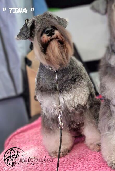 Sznaucer miniaturowy pieprz I sól rodowód FCI/ZKwP