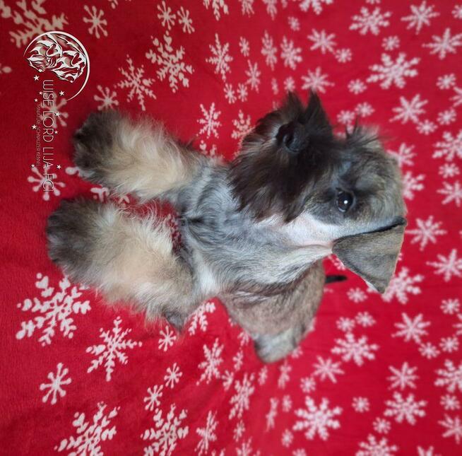 Sznaucer miniaturowy pieprz I sól rodowód FCI/ZKwP