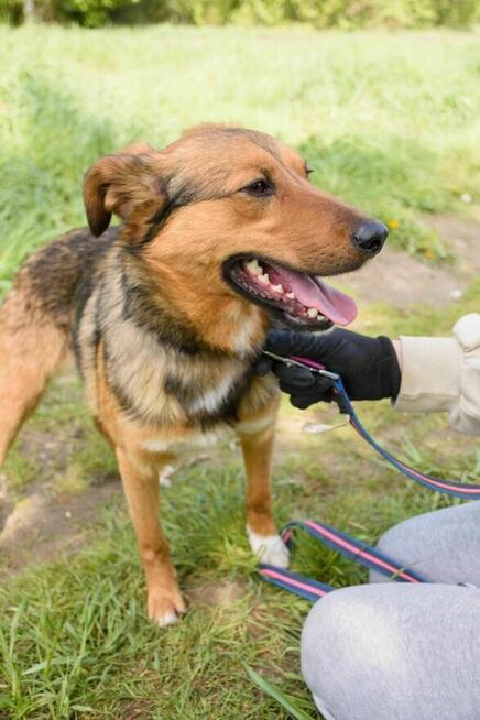 Pozytywny BINGO w typie collie szuka domu !! Do adopcji !!