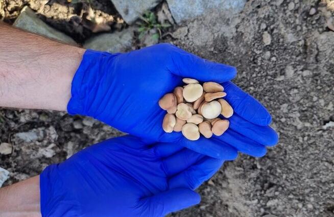 BÓB workowany oryginalne worki sprzedam nadmiar Z CENTRALI