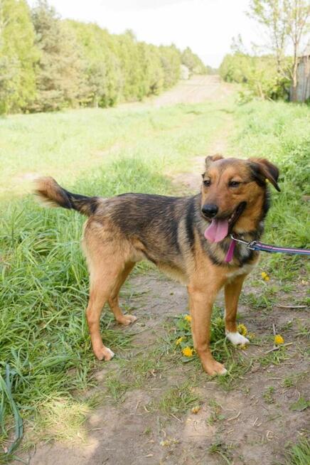 Wrażliwy BINGO w typie collie szuka domu !! Do adopcji !!