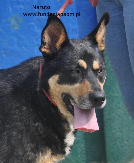 Naruto- poleca się do adopcji