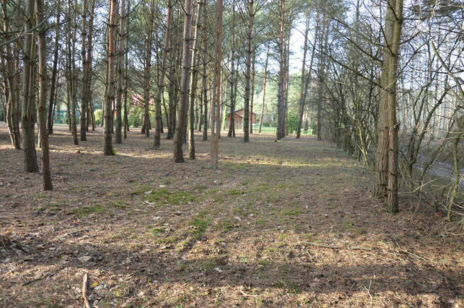 Działka pod twój dom przy lesie – okolice Lutomierska.