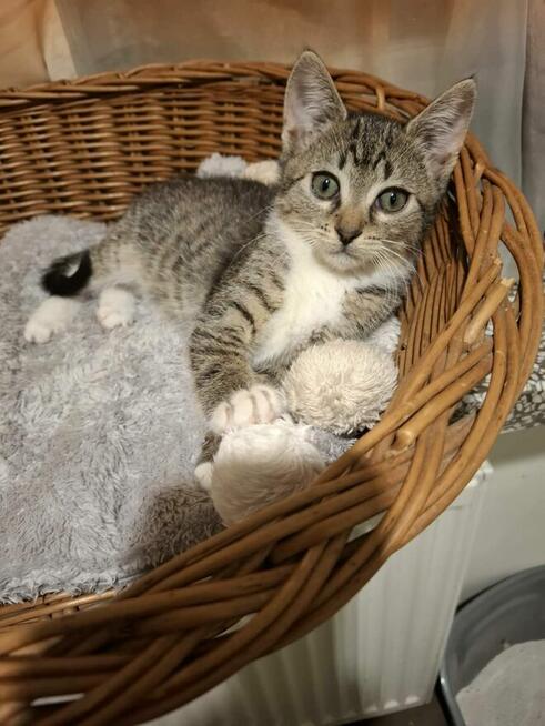 KOCIĘTA malutkie kociaki szukają domów!