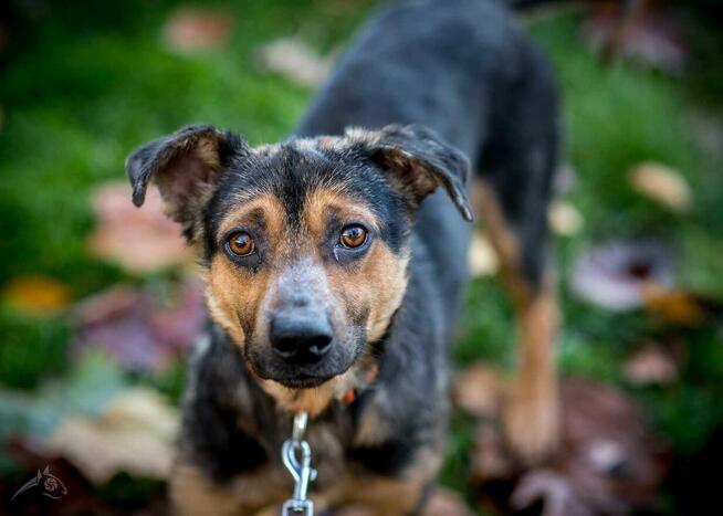 3letni Pajdek szuka rodziny lub domu tymczasowego
