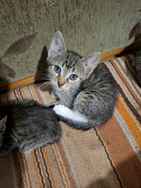 KOCIĘTA malutkie kociaki szukają domów!