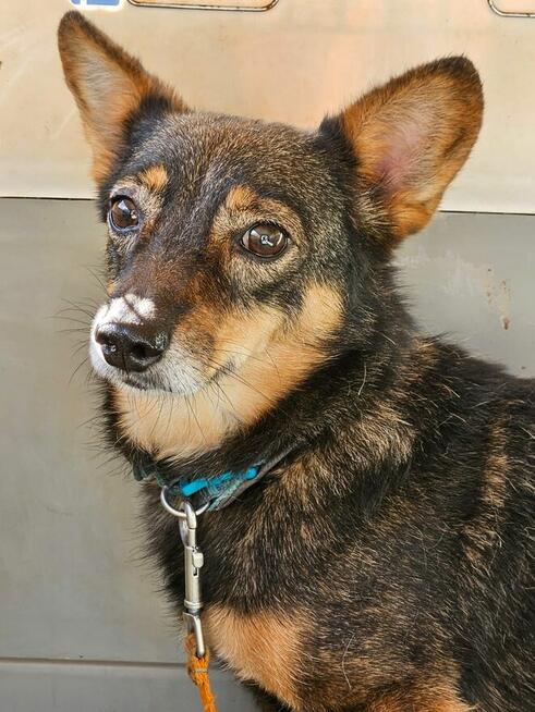 Mini sunia Karolcia szuka domu z innymi psami