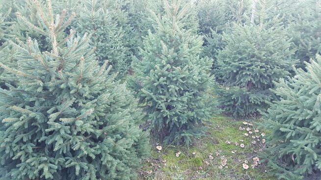CHOINKI! Ładne świerki iz własnej plantacji