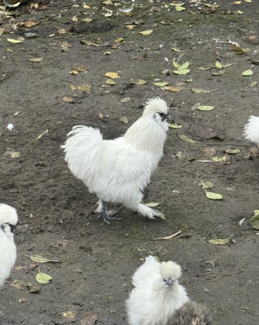 Koguty Siłka ozdobna