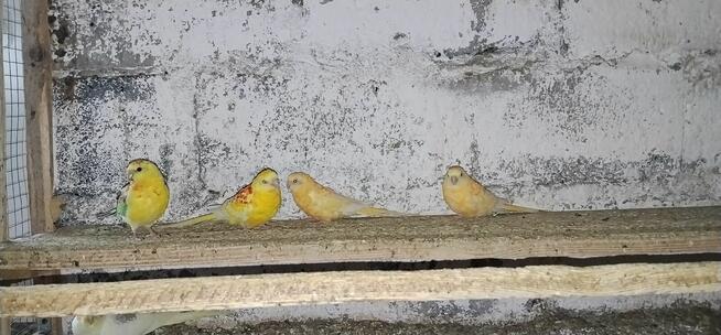 Świergotki i papugi nimfy 2025