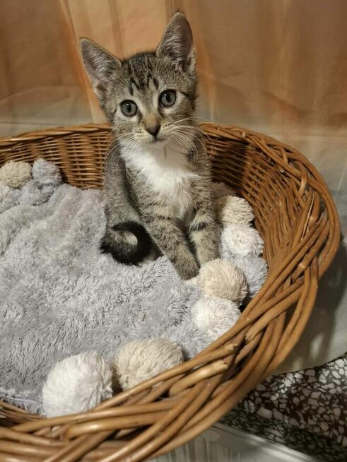 KOCIĘTA malutkie kociaki szukają domów!