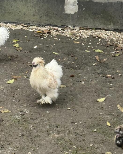 Koguty Siłka ozdobna