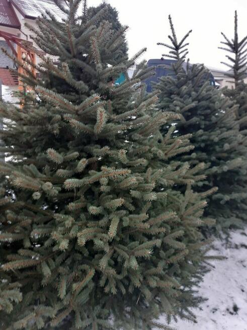 formowane świerk srebrny cięty