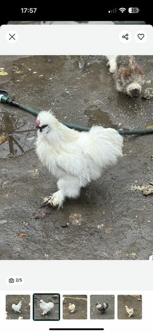 Koguty Siłka ozdobna