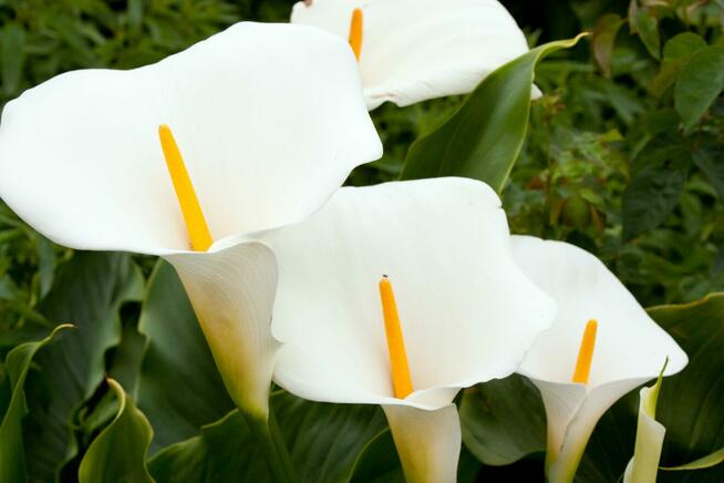 Poczytna powieść online pisarza gdańskiego