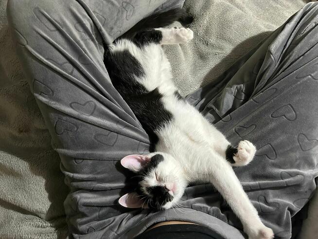 Lucek - domowy kociak, totalny słodziak szuka domu!