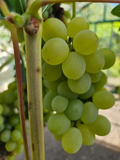 Sprzedam działkę rekracyjną