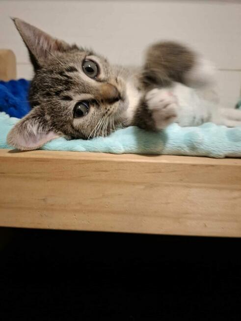 KOCIĘTA malutkie kociaki szukają domów!