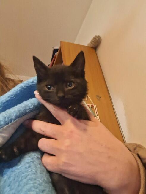 KOCIĘTA malutkie kociaki szukają domów!