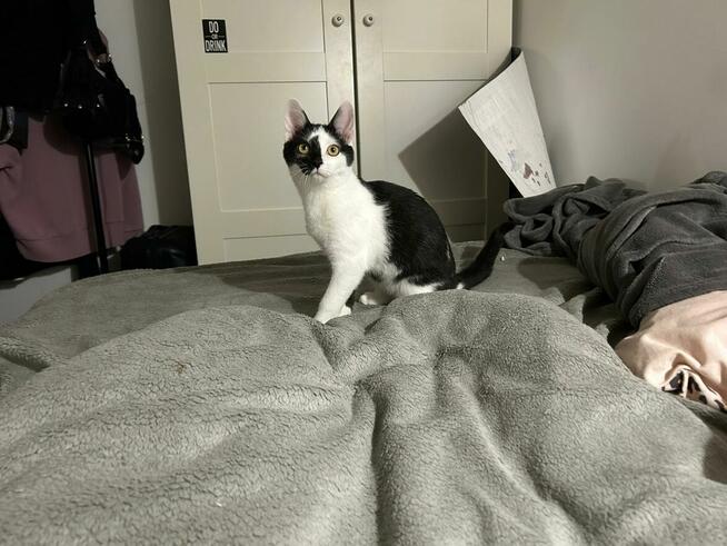 Lucek - domowy kociak, totalny słodziak szuka domu!