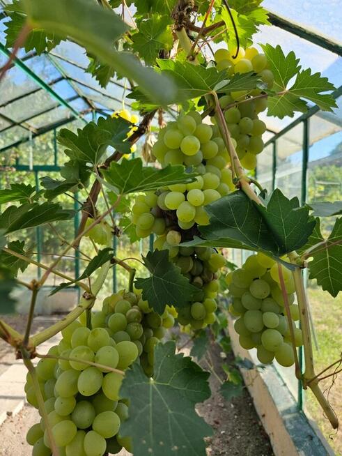 Sprzedam działkę rekracyjną