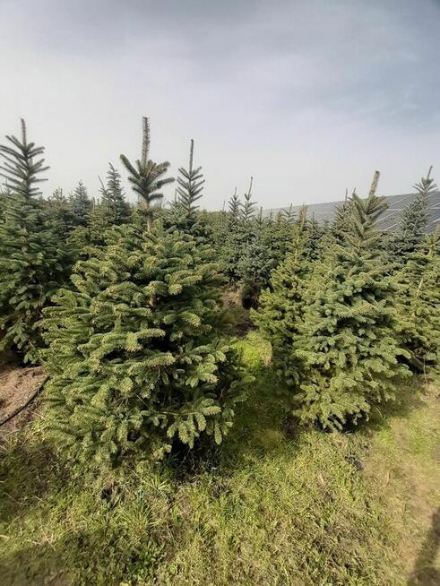 formowane świerk srebrny cięty