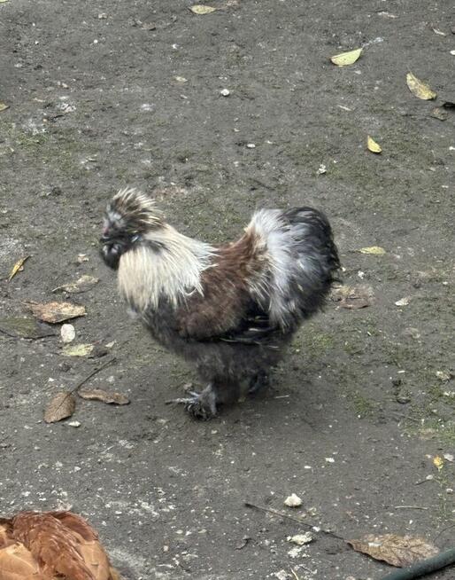 Koguty Siłka ozdobna