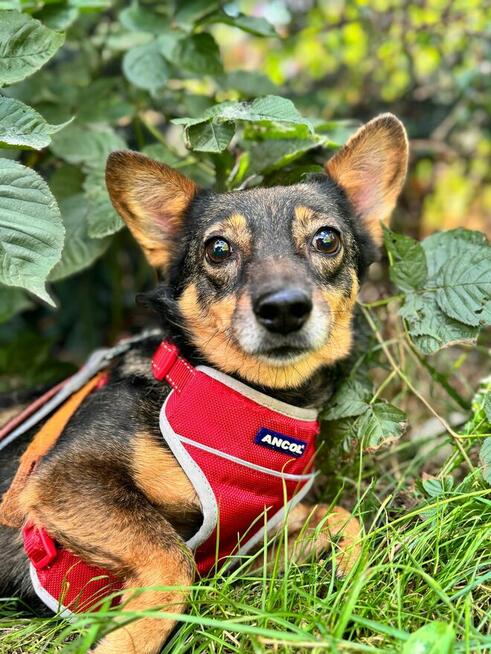 Mini sunia Karolcia szuka domu z innymi psami