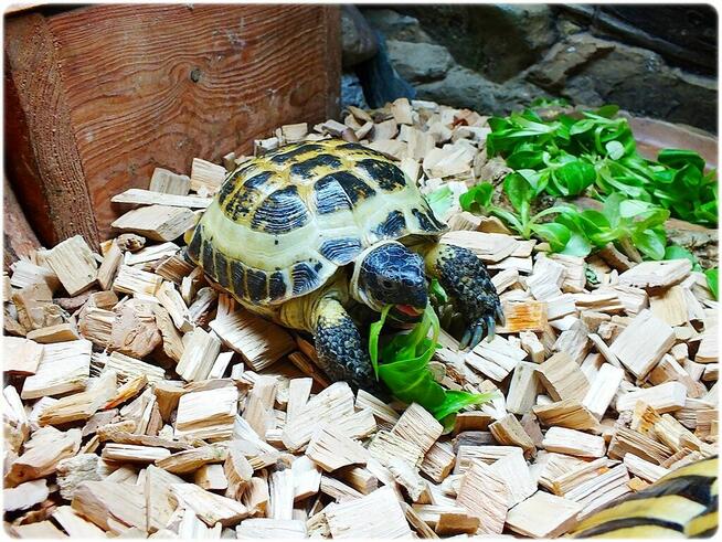 Duże Terrarium z szafką + Żółw Grecki i Stepowy z dokumentam