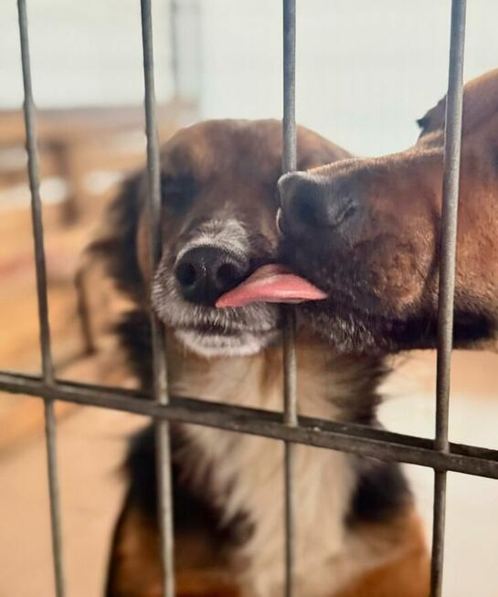 Abi i Neo szukają domu