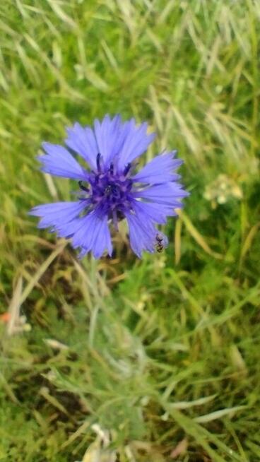 Szukam Dziewczyny (58-74lat)