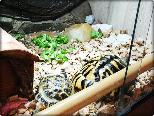 Duże Terrarium z szafką + Żółw Grecki i Stepowy z dokumentam