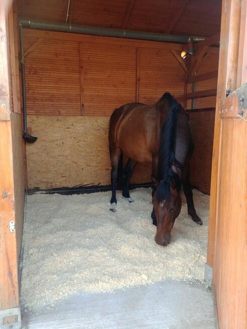 Ściółka dla zwierząt, trociny, wióry odpylone, paleta 12 opk