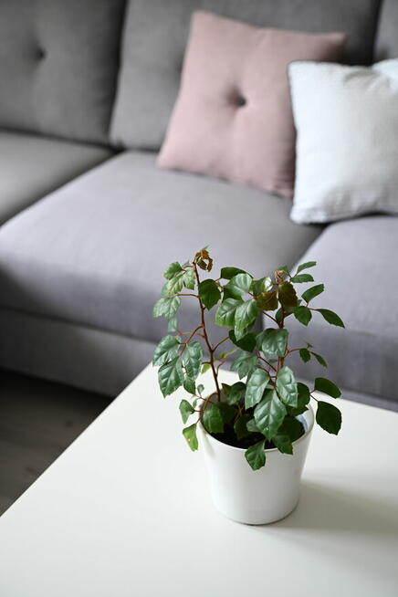 Komfortowy lokal mieszkalny