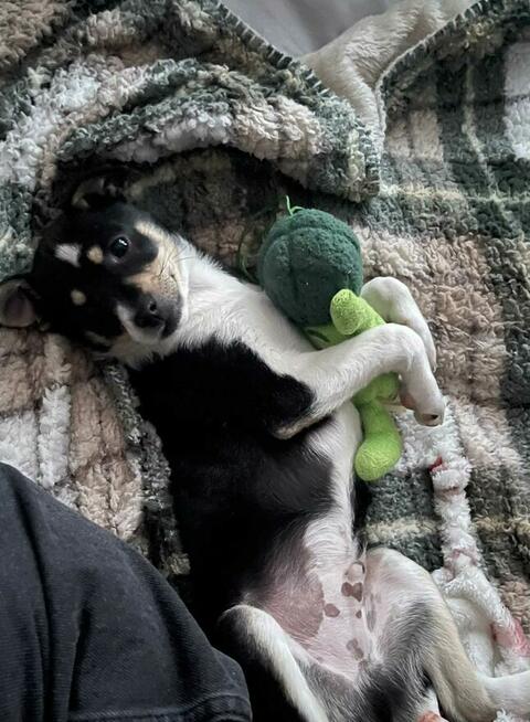 Oddam 2 szczeniaki w dobre ręce.