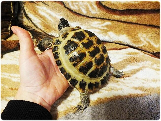 Duże Terrarium z szafką + Żółw Grecki i Stepowy z dokumentam