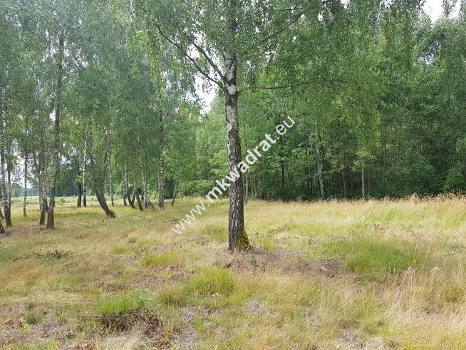 Budy Grzybek 3 działki + skrzynki elektryczne