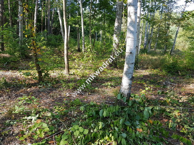 ⭐⭐⭐⭐ SuperDziałka dobra cena przy lesie Młochowski