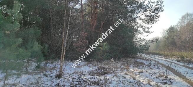 ⭐⭐⭐⭐⭐ Ładna zalesiona działka z MPZP ⭐⭐⭐⭐⭐