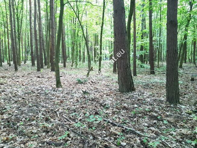 ⭐⭐⭐⭐ Działki leśne z PRAwEM ZABuDOWy⭐⭐⭐⭐