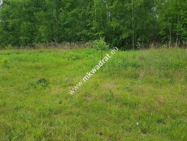 ⭐⭐⭐⭐ Czarny Las | Plan Zagosp | MEDIA Cicho ⭐⭐⭐⭐