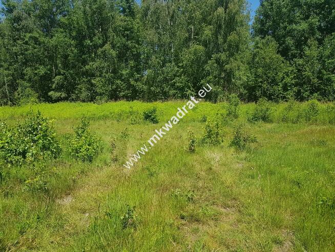 ⭐⭐⭐⭐ Czarny Las | Plan Zagosp | MEDIA Cicho ⭐⭐⭐⭐