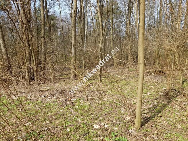 Borszyce gm. Kowiesy działka 2514 m