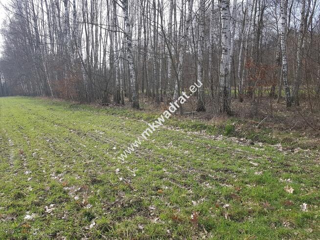 Borszyce gm.Kowiesy działka 3282 m