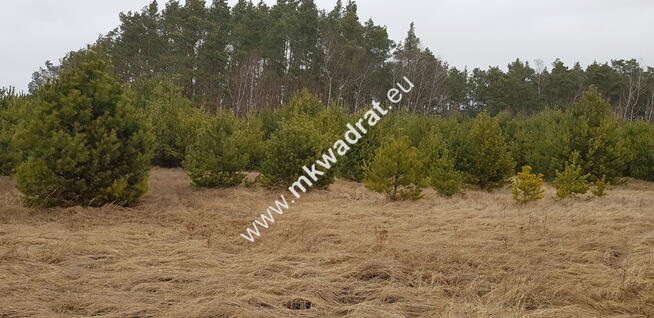 Działka z dojazdem od ulicy gminnej