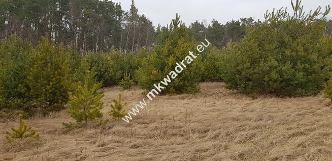 Działka z dojazdem od ulicy gminnej