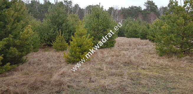 Działka z dojazdem od ulicy gminnej