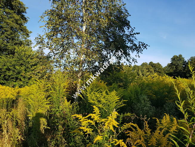 Milanówek | dom 2 lokalowy blisko WKD