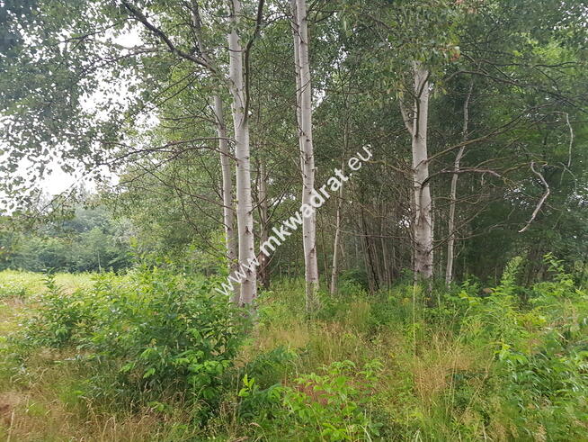 Super z MPZP! drzewa! Media, cisza spokój ulica gm