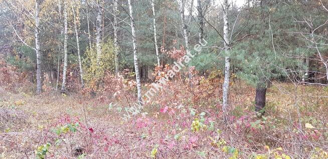 Malownicza działka siedliskowa 13.700m2